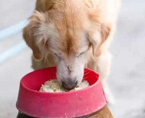 Balanced Canine Diet