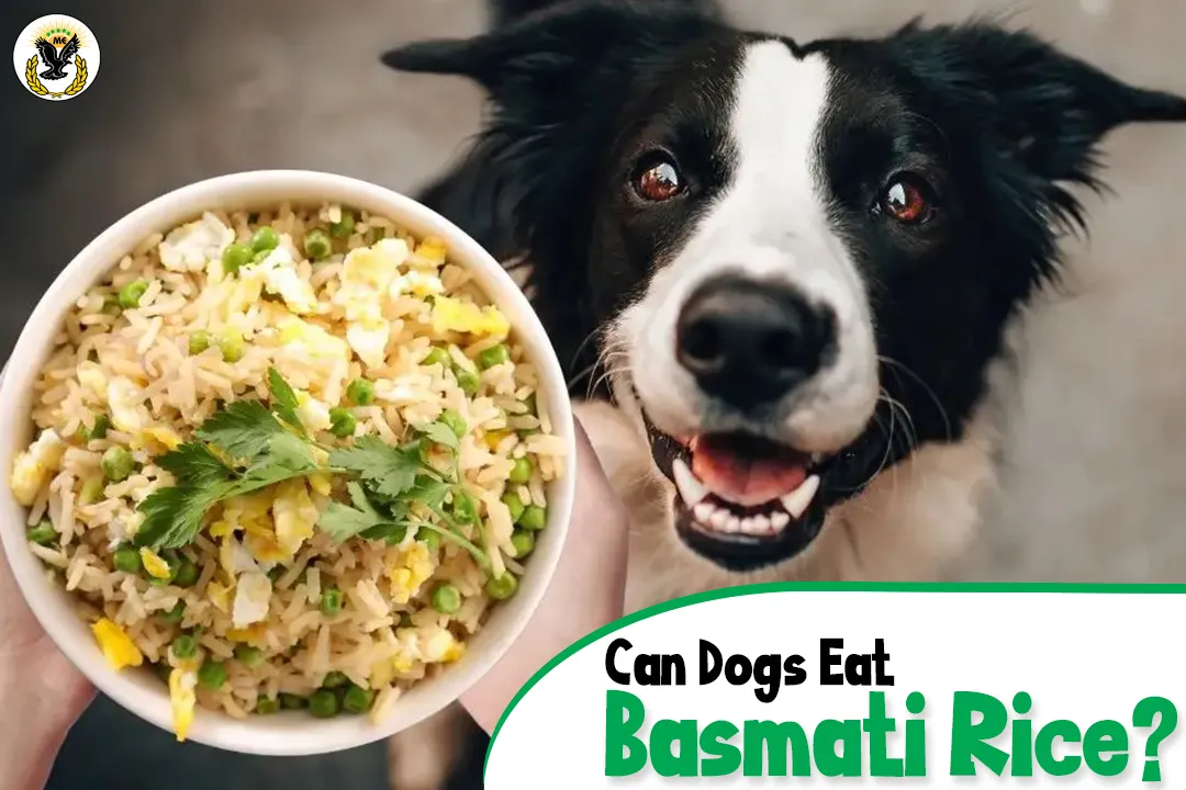 Can dogs eat basmati rice