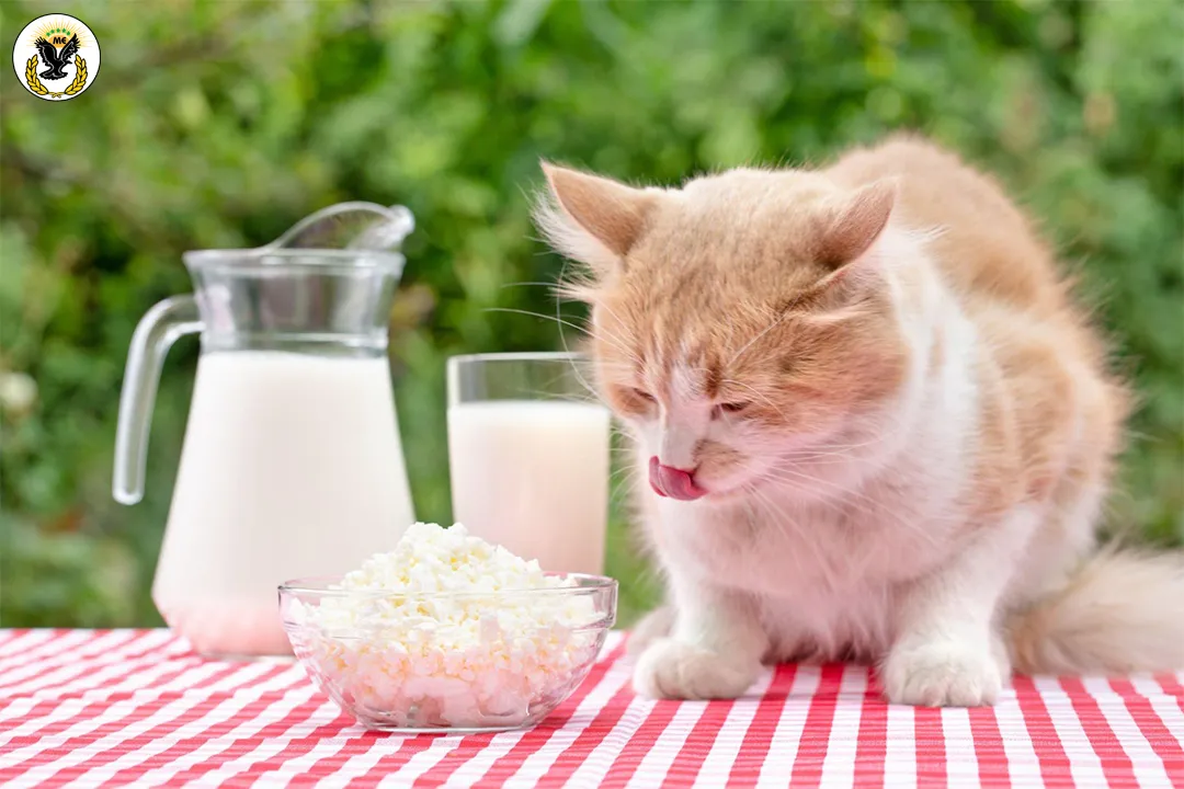 Is Basmati Rice Safe for Cats